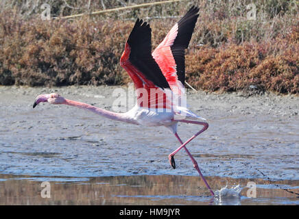 Les flamants décoller à Kalloni Salt Pans à Lesbos, Grèce. Banque D'Images