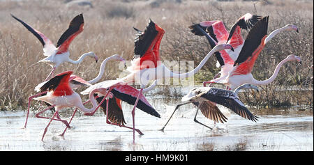 Les flamants décoller à Kalloni Salt Pans à Lesbos, Grèce. Banque D'Images