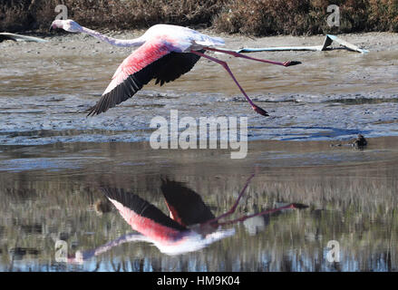 Les flamants décoller à Kalloni Salt Pans à Lesbos, Grèce. Banque D'Images