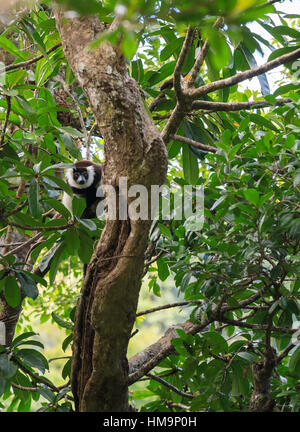 Noir et blanc de la gélinotte lemur (Le Varecia variegata subcincta) en forêt tropicale, l'habitat naturel de Nosy Mangabe réserve forestière. La faune de Madagascar et wildern Banque D'Images