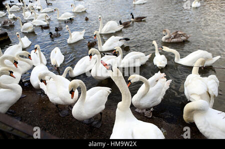 Cygnes sur un chemin de halage près de la Tamise à Windsor, Berkshire, comme deux cygnes sont morts après 12 ont été abattus près du château de Windsor. Banque D'Images