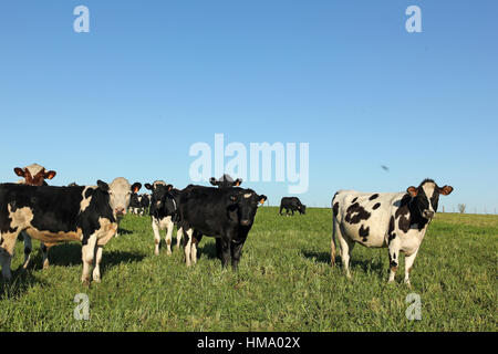 Troupeau de bovins. L'Amérique latine. L'industrie des bovins est une des activités les plus importantes dans les pays d'Amérique latine comme l'Argentine, Brésil Banque D'Images