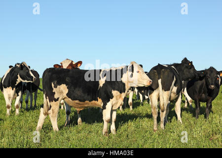 Les vaches sur pré vert et bleu ciel. L'industrie des bovins est une des activités les plus importantes dans les pays d'Amérique latine comme l'Argentine, Bra Banque D'Images