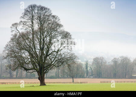 West Yorkshire, UK. 1er février 2017. Arbre isolé près de Bradford West Yorkshire avec brouillard lointain sur un chiffon gris Yorkshire jour Crédit : Moulin Images/Alamy Live News Banque D'Images