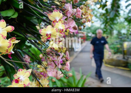 Londres, Royaume-Uni. 2e Février, 2017. Un membre du personnel de Kew horizons par l'un de l'affiche à Kew Garden Orchid annuel du Festival, qui fête cette année et vivants de l'Inde culture colorée. Le festival se déroulera du 4 février au 5 mars 2017. Crédit : Stephen Chung/Alamy Live News Banque D'Images