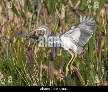 21 janvier 2017 - Boynton Beach, comté de Palm Beach, États-Unis - Une Aigrette tricolore (Egretta tricolor) en vol dans les 100 acres de terres humides Caye verte nature preserve Boynton Beach, en Floride. La récupération de l'eau les zones humides préserver a divers habitats à de nombreuses espèces d'oiseaux, d'arbres et de plantes. (Crédit Image : © Arnold Drapkin via Zuma sur le fil) Banque D'Images