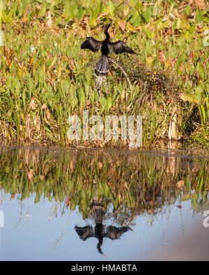 21 janvier 2017 - Boynton Beach, comté de Palm Beach, États-Unis - Un Anhinga (Anhinga anhinga), parfois appelé snakebird, vert, vert, de l'Amérique ou de l'eau de la Turquie, il sèche ses ailes au 100 400 hectares de terres humides dans la réserve naturelle Cay Boynton Beach, Floride. La récupération de l'eau les zones humides préserver a divers habitats à de nombreuses espèces d'oiseaux, d'arbres et de plantes. (Crédit Image : © Arnold Drapkin via Zuma sur le fil) Banque D'Images