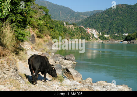 Le monde du yoga capitol rishikesh en Inde. Banque D'Images