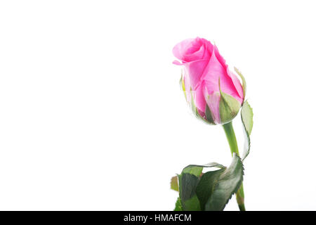 Rose rose délicate sur un arrière-plan uni, blanc Banque D'Images