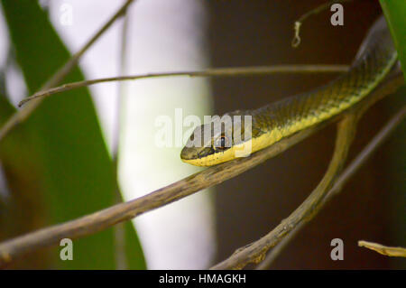 Tête de serpent vert sur une branche dans un parc à Mombasa, Kenya Banque D'Images