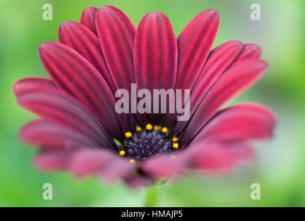 Osteospermum Rouge profond Banque D'Images