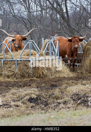Dry Ridge, Tennessee - Texas Longhorn bovins à Hay d'alimentation. Banque D'Images