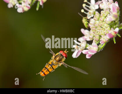 - Episyrphus balteatus Hoverfly Marmelade Banque D'Images