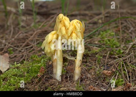 Nid d'oiseau jaune - monotropa Hypopitys Banque D'Images