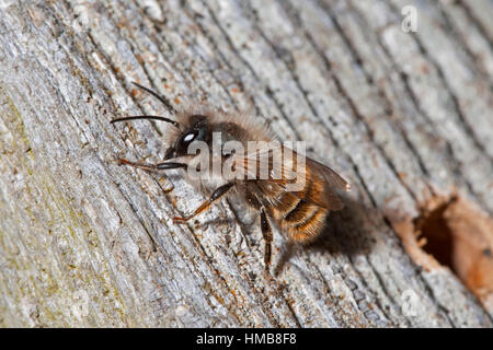 Abeille maçonne rouge - Osmia bicornis Banque D'Images