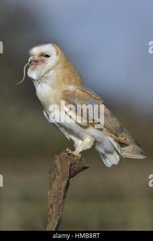 Effraie des clochers - Tyto alba Banque D'Images