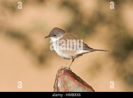 - Fauvette grisette Sylvia communis Banque D'Images