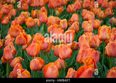 L'un des plus grands de tulipes dans reproduction Chrzypsko) près de Poznan - Pologne. Plus de 450 variétés de tulipes. Banque D'Images