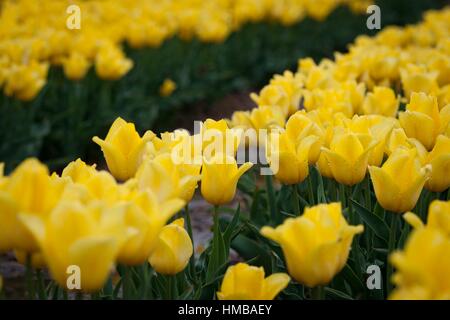 L'un des plus grands de tulipes dans reproduction Chrzypsko) près de Poznan - Pologne. Plus de 450 variétés de tulipes. Banque D'Images