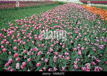 L'un des plus grands de tulipes dans reproduction Chrzypsko) près de Poznan - Pologne. Plus de 450 variétés de tulipes. Banque D'Images