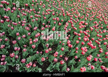 L'un des plus grands de tulipes dans reproduction Chrzypsko) près de Poznan - Pologne. Plus de 450 variétés de tulipes. Banque D'Images