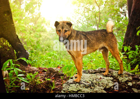 Promenade de chiens sur les montagnes Banque D'Images