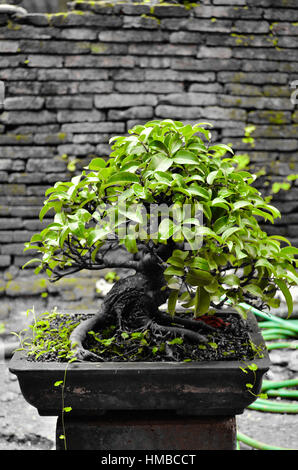 Bonsai tree in garden Banque D'Images