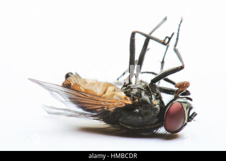 Close up de dead fly isolated on white Banque D'Images