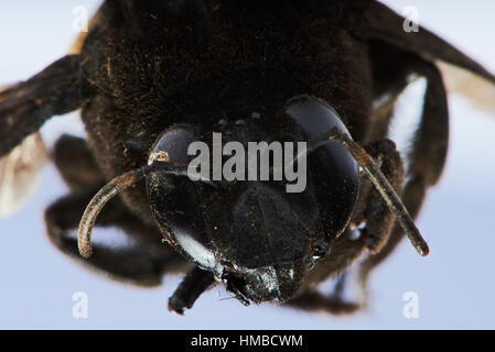 Portrait de bumblebee isolated on white Banque D'Images