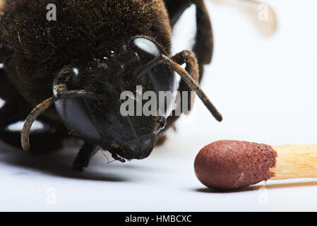 Chef de bumblebee et match comparer isolé sur fond blanc Banque D'Images