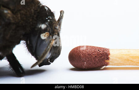 Comparer et bumblebee head isolated on white Banque D'Images