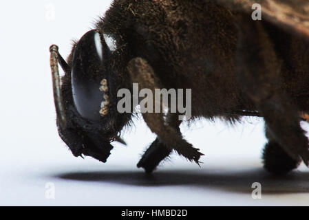 Tête de bumblebee macro isolé sur fond blanc Banque D'Images