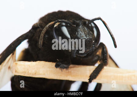 Macro portrait de bumblebee isolated on white Banque D'Images