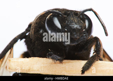 Portrait d'bumblee bee isolated on white Banque D'Images