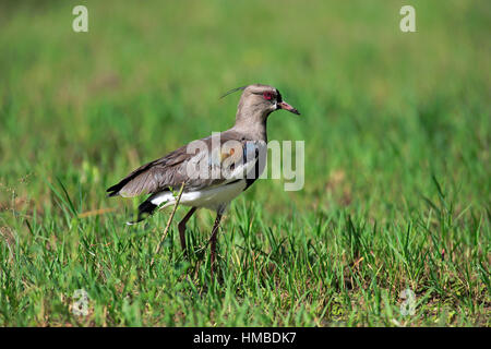 Le sud de sociable, (vanellus chilensis), des profils à la recherche de nourriture, Pantanal, Mato Grosso, Brésil, Amérique du Sud Banque D'Images