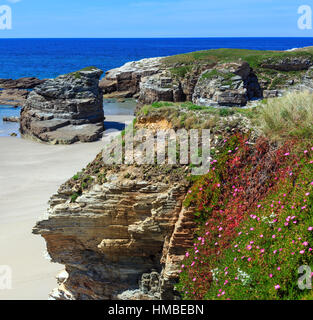 Floraison d'été plage Atlantique Islas (Galice, Espagne) avec du sable blanc et des fleurs roses à l'avant. Banque D'Images