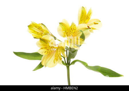 L'Alstroemeria jaune Péruvien, Lily, fleurs et feuillages isolés contre white Banque D'Images