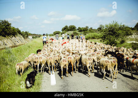 La transhumance, troupeau de moutons d'être parqués entre Nîmes-en-Guarrigue et le lac "Le Lac des Pises' dans la chaîne de montagnes des Cévennes Banque D'Images