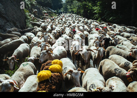 La transhumance, troupeau de moutons d'être parqués entre Nîmes-en-Guarrigue et le lac "Le Lac des Pises' dans la chaîne de montagnes des Cévennes Banque D'Images