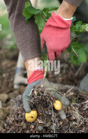 La permaculture dans le parc Landry, au sud-est de Rennes (Bretagne, nord-ouest de la France). Banque D'Images