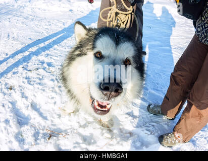 Portrait de chien malamute d'Alaska en face caméra. Banque D'Images