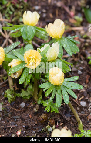 Fleurs jaune pâle de la forme d'Aconit d'hiver Eranthis hyemalis, 'Schwefelglanz' Banque D'Images