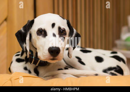 Jeune chiot dalmatien couché sur l'oreiller Banque D'Images