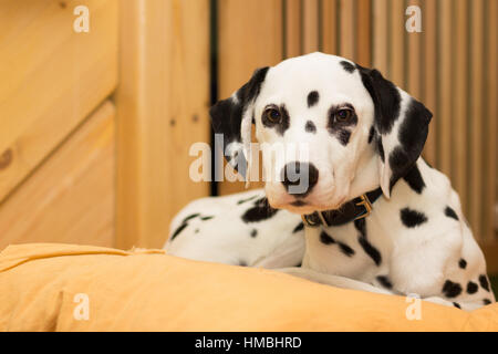 Jeune chiot dalmatien couché sur l'oreiller Banque D'Images