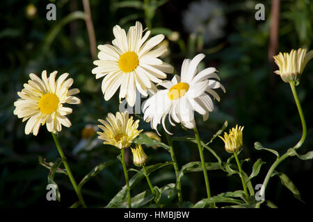 Marguerites Shasta sur une journée ensoleillée Banque D'Images