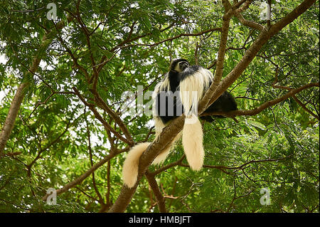 L'est le noir et blanc des singes colobus, une cour sur un arbre Banque D'Images