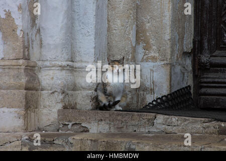 Un chat assis à l'église de Vladimir qui menait à Banque D'Images