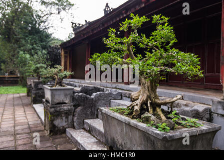 Bonsai arbres alignés dans une rangée - selective focus on premier Banque D'Images