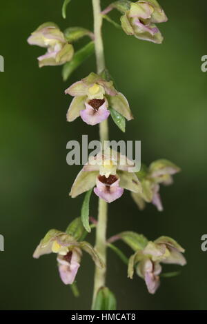Les jeunes à larges feuilles (Epipactis helleborine) (helleborine youngiana) - une variante de cette orchidée connu sous le nom de Young's Helleborine Banque D'Images