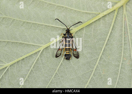 À pattes jaunes (Sésie Synanthedon vespiformis) - une espèce de guêpe imiter avec rayures noires et jaunes, perché sur une feuille Banque D'Images